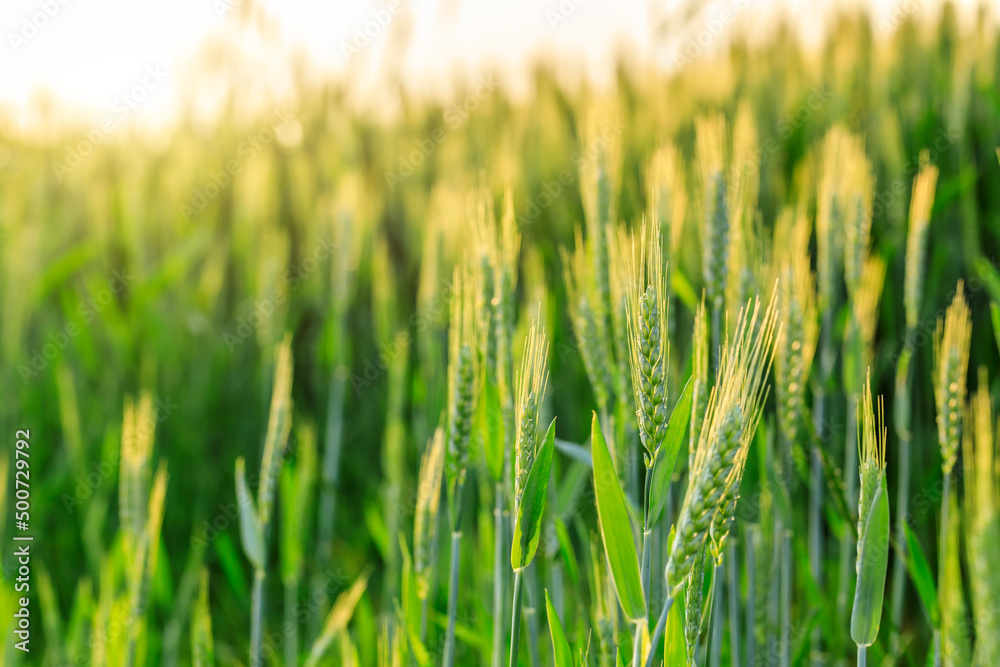 Macro close up of fresh ears of young green wheat in spring field. Agriculture scene. Macro close up of fresh ears of young green wheat in spring field. Agriculture scene.
