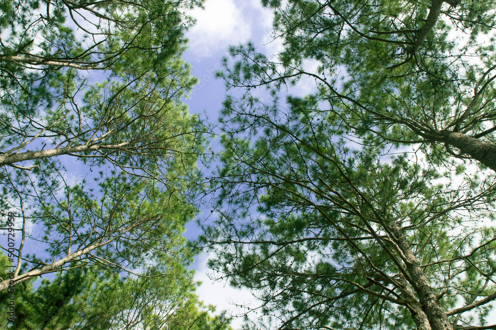 pine trees on blue sky background in low angle pine trees on blue sky background in low angle