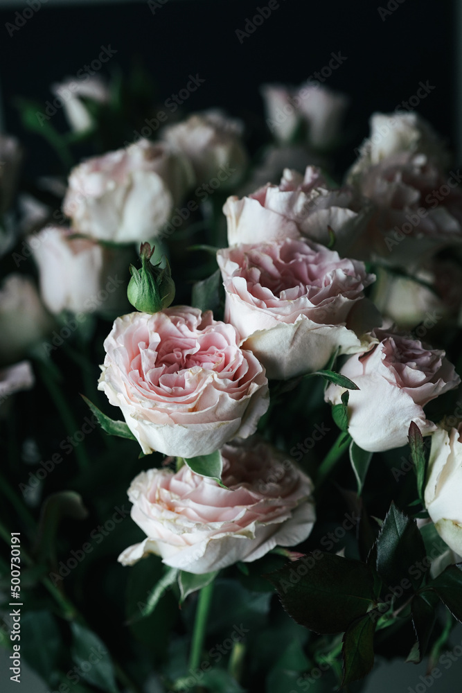 Fototapeta premium wilted pink roses on dark background 
