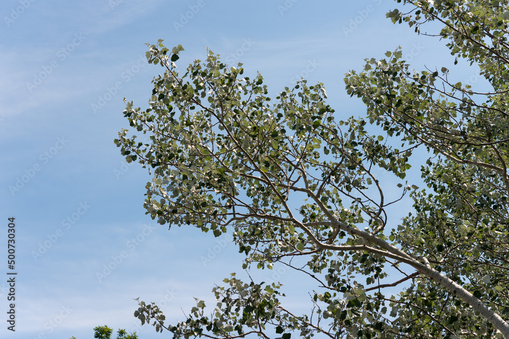 poplar tree branches against sky poplar tree branches against sky