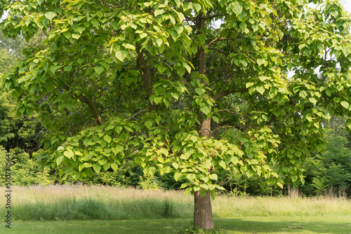 catalpa tree in the park photo