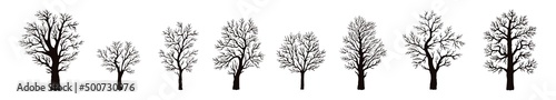 Fotografie, Obraz Trees without leaves