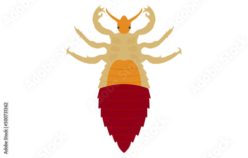 louse filled with blood, top view