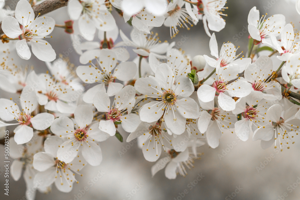 Obraz na płótnie Drzewo owocowe kwitnące wiosną w salonie