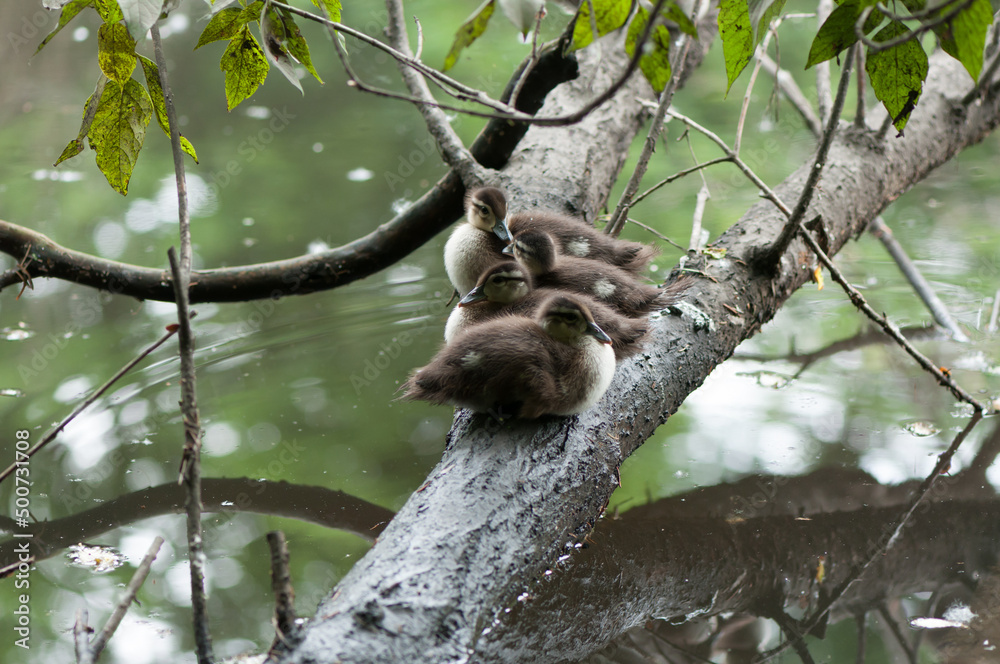 Fototapeta premium Aix sponsa ducklings (wood or Carolina ducks) resting on a branch over a pond