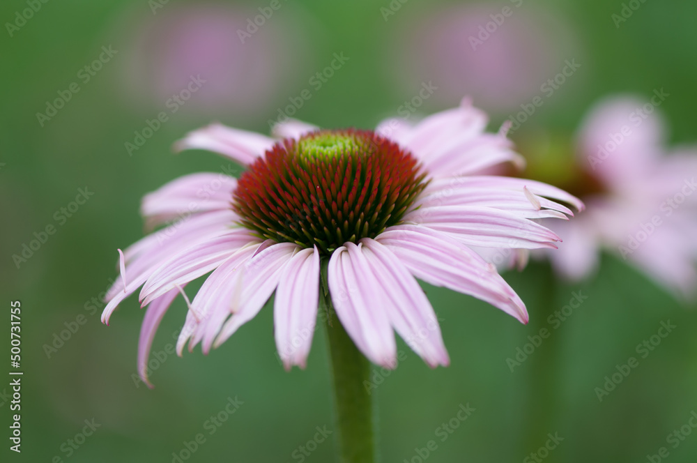Obraz premium isolated coneflower on a bokeh background