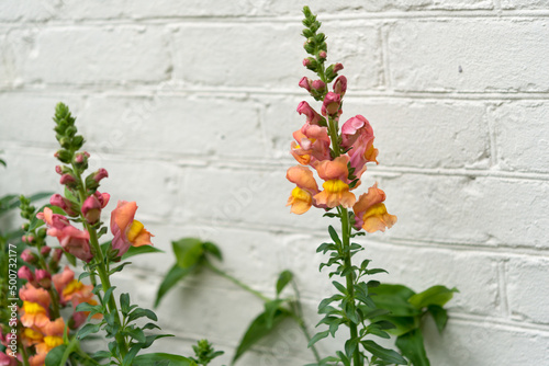 Fototapeta Naklejka Na Ścianę i Meble -  orange and pink snapdragon flower spikes growing near a wall