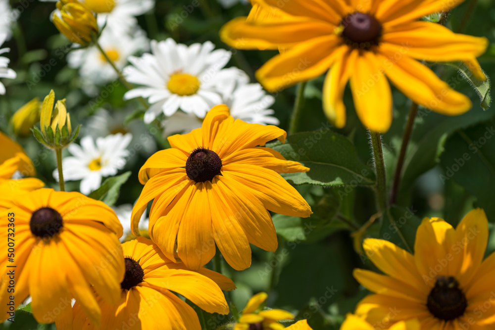 brown-eyed susans and white daisies in the sun brown-eyed susans and white daisies in the sun