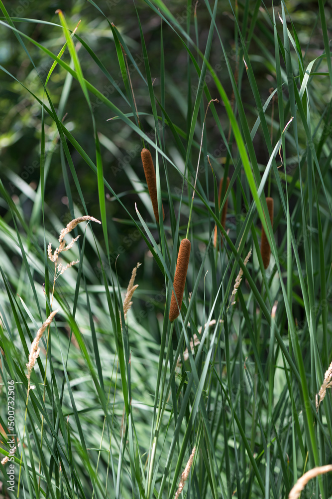 Fototapeta premium cattails or bulrushes in a marshy area of the park