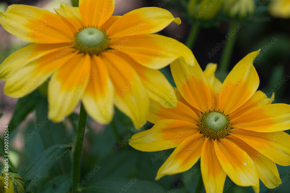 rudbeckia hirta with centers that are green