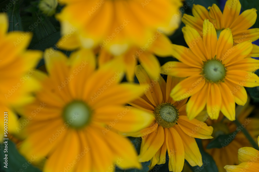 rudbeckia hirta with centers that are green rudbeckia hirta with centers that are green