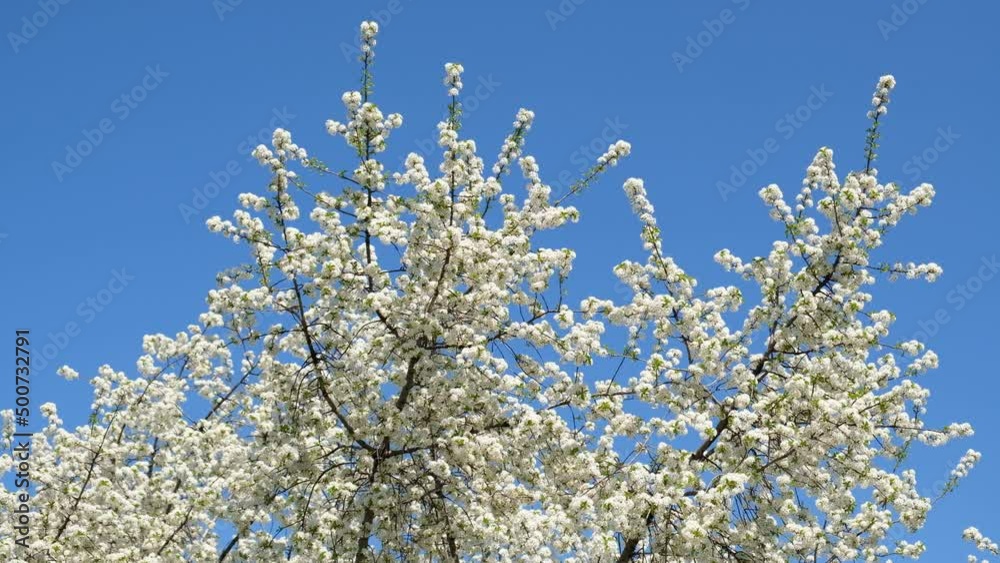 Branch of blooming white flowers of cherry plum tree in early spring. Selective focus. Branches with white flowers sway in the wind. Branch of blooming white flowers of cherry plum tree in early spring. Selective focus. Branches with white flowers sway in the wind.