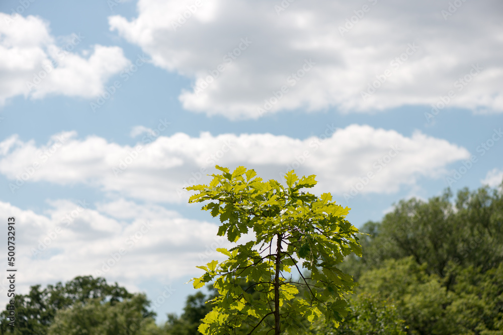 Fototapeta premium trees and sky