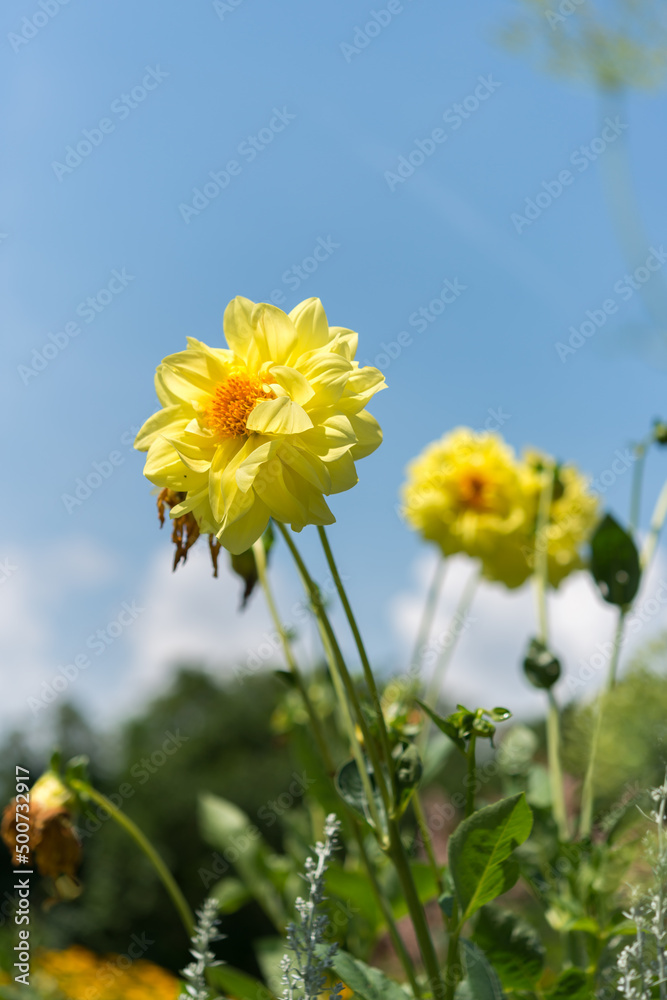 miniature yellow dahlia on a cloudy blue sky