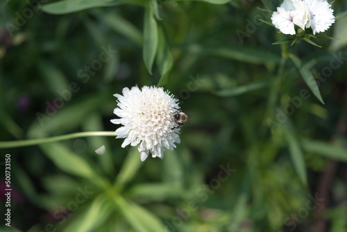 Chaenactis or white daisy flower with bee photo