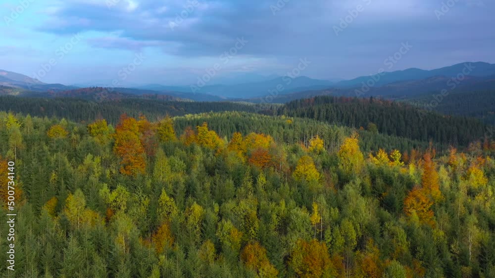 Aerial view of a bright autumn forest on the slopes of the mountains at sunrise. Colorful panorama of the Carpathian mountains.