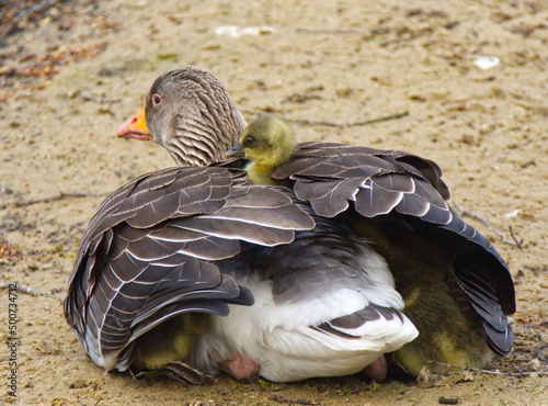 Billede på lærred Greylag Goose Anser anser with a young gosling under her wing
