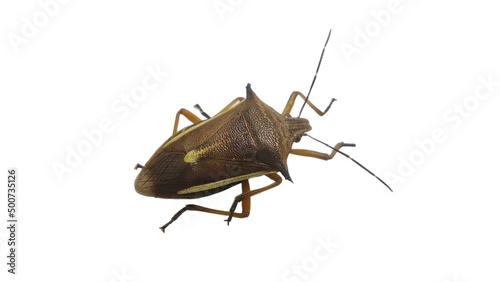 Gray insects | Stink bugs, stink beetles, white background