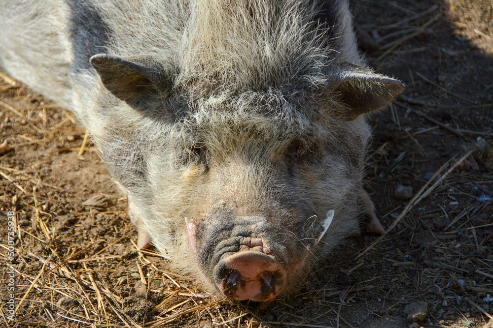 pig pig