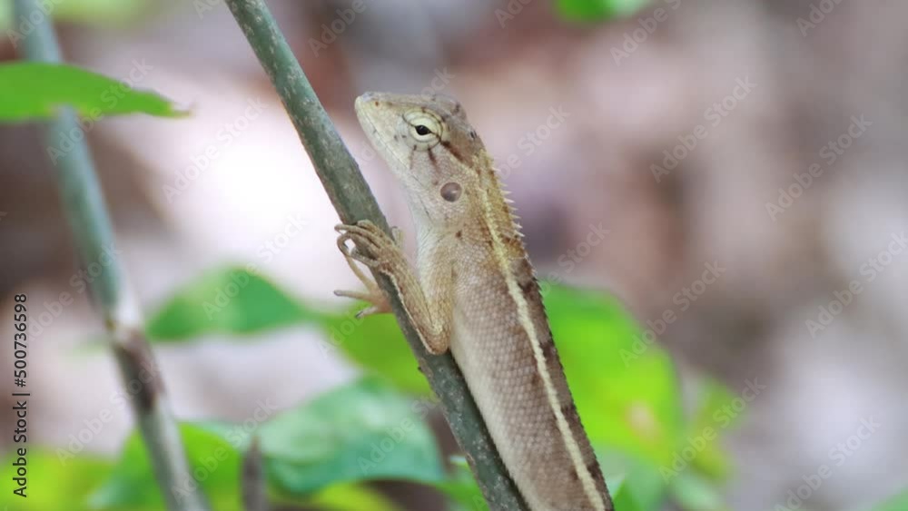 Thai chameleon on a tree with blurred green bokeh background Thai chameleon on a tree with blurred green bokeh background