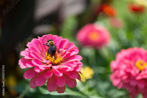 bee on a pink zinnia blossom in the sun