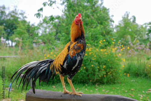 White tail yellow cock of Thailand. Native local white tail yellow rooster from Thailand.  photo