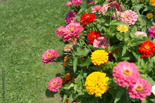 multiple and multi colored zinnia flowers growing in a flower bed