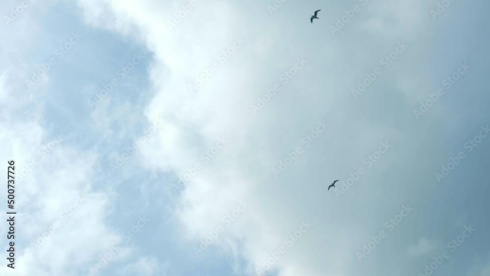 空を飛んでいる鳥 空を飛んでいる鳥