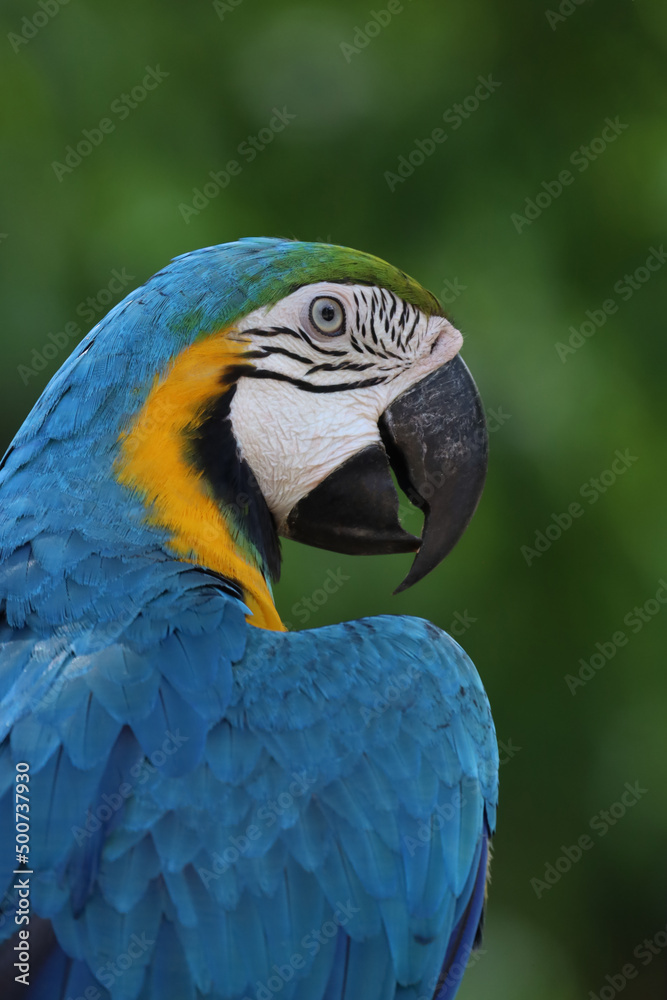 Close up the blue macaw parrot bird