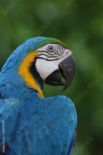 Close up the blue macaw parrot bird © pumppump