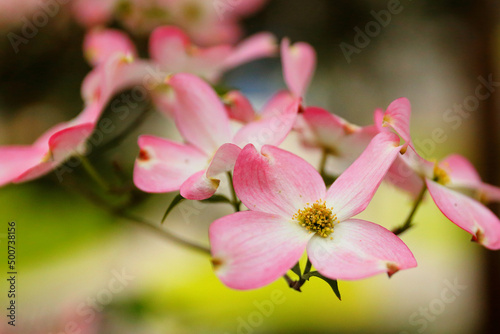 Closeup of flowering dogwood also called Cornus florida in early spring.  Flowering dogwood is a species of flowering tree in the family Cornaceae native to eastern North America and northern Mexico. © jayyuan