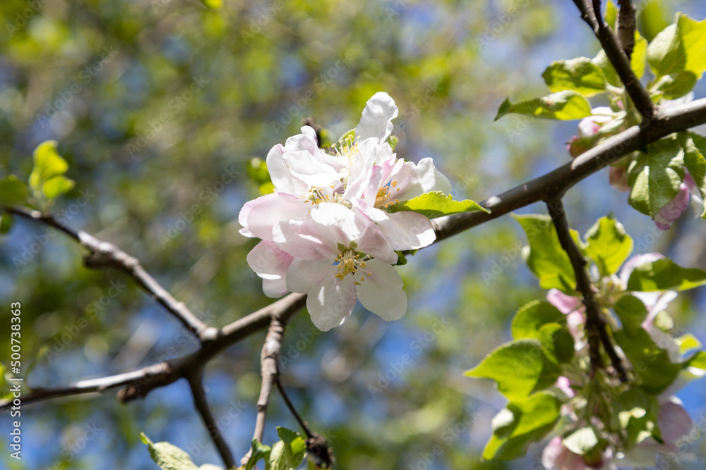 A bee collects pollen in flowers of a sour cherry tree.