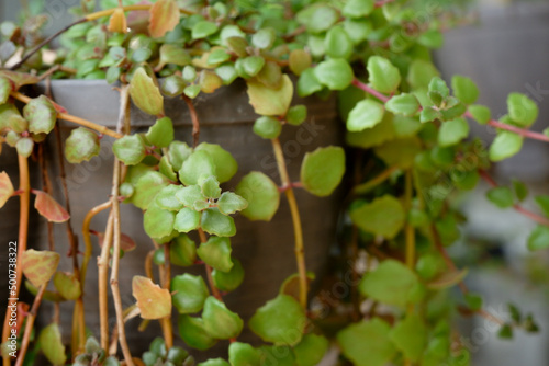 Hanging vine green plants succulent  with green and yellow leaves in a gray pot