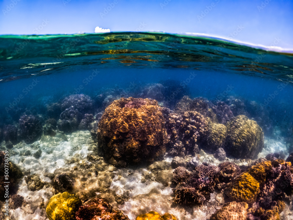 Underwater shoot of vivid coral reef with a fishes