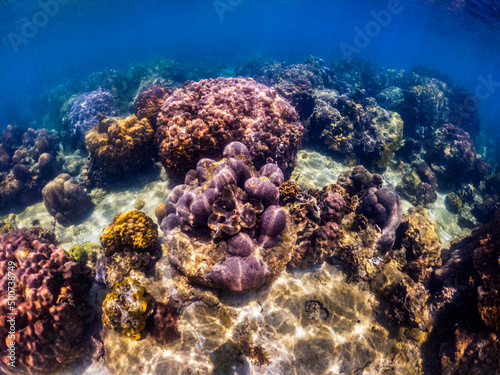 Underwater shoot of vivid coral reef with a fishes