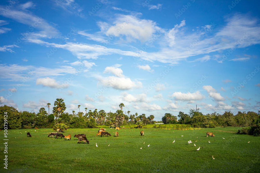 herd of buffalo grazing in the field. Aerial view of agriculture in rice fields for cultivation. Farmer's way of life. herd of buffalo grazing in the field. Aerial view of agriculture in rice fields for cultivation. Farmer's way of life.