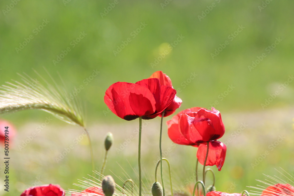 Obraz premium Papaveri