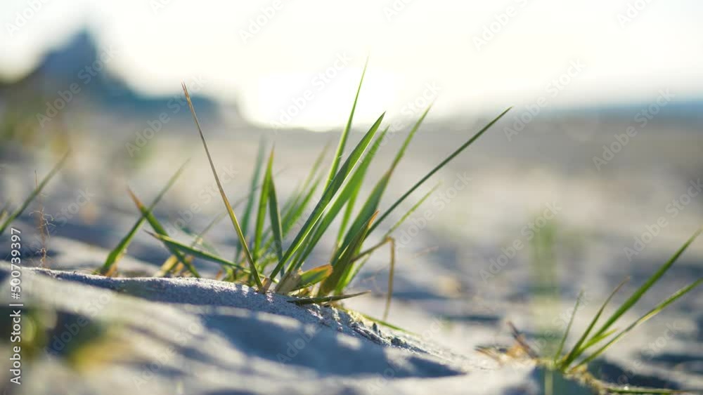 kleines Bund Gras am Strand kleines Bund Gras am Strand