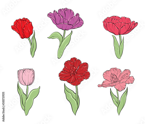 Set blooming tulips pink red and purple hand drawn floral background beautiful photo