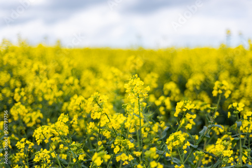 Flowering rapeseed with cloudy sky during springtime. Blooming canola fields, rape on the field in summer. Bright yellow rapeseed flowers © manuta