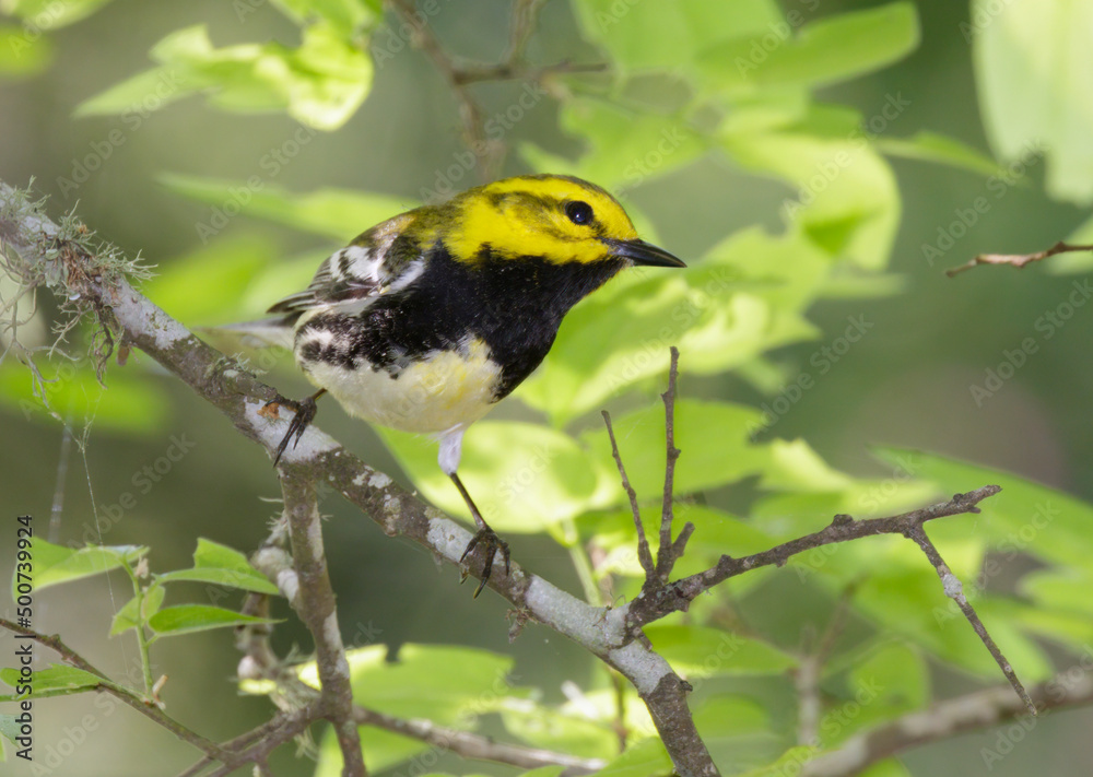 Black-throated Green Warbler (Setophaga virens) in a tree during migration through Gulf Coast, Galveston, Texas Black-throated Green Warbler (Setophaga virens) in a tree during migration through Gulf Coast, Galveston, Texas
