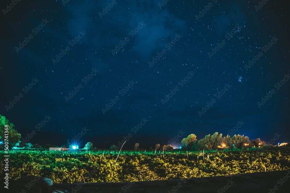 viñedo viñedo