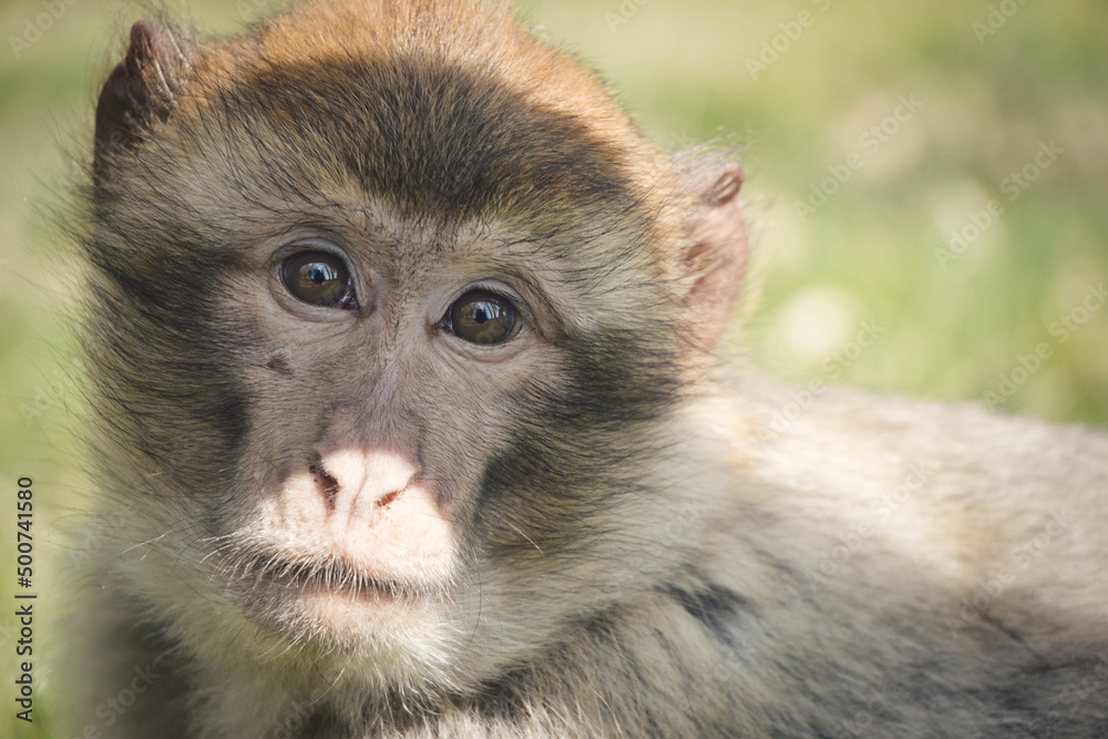Fototapeta premium Monkey /Affe barbary macaque/ Berberaffe
