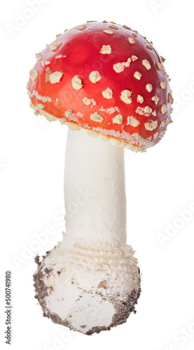 small spotted red fly agaric mushroom on white
