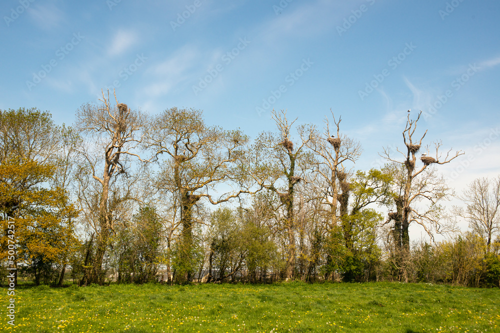 Obraz premium Cigogne blanche, nid,.Ciconia ciconia, White Stork, Bocage Normand, Parc Naturel Régional des Marais du Cotentin et du Bessin, Canchy, Calvados, 14