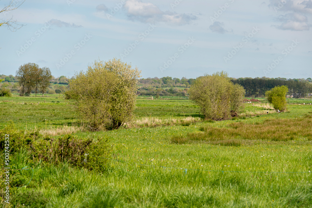 saule têtard, Bocage normand, Parc Naturel Régional des Marais du Cotentin et du Bessin, Calvados, 14