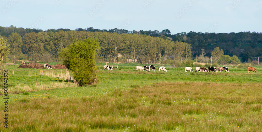 Fototapeta premium saule têtard, Bocage normand, Parc Naturel Régional des Marais du Cotentin et du Bessin, Calvados, 14