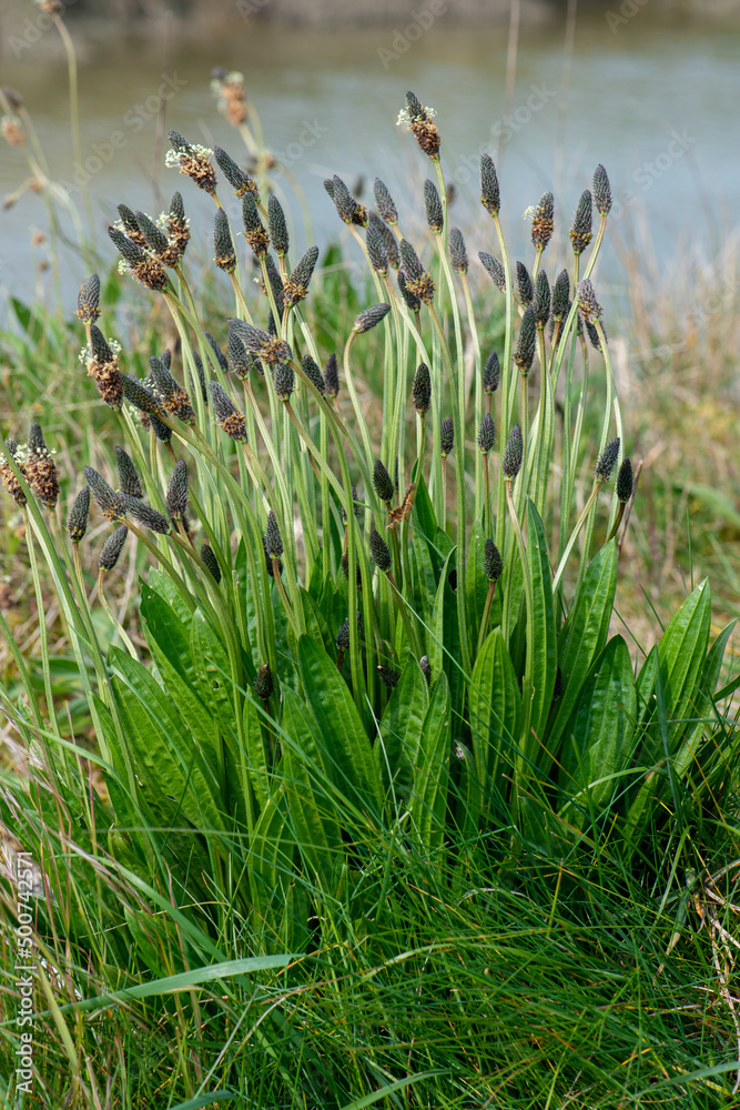 Fototapeta premium Plantain lancéolé, Plantago lanceolata