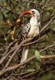 Calao à bec rouge,.Tockus erythrorhynchus, Northern Red billed Hornbill