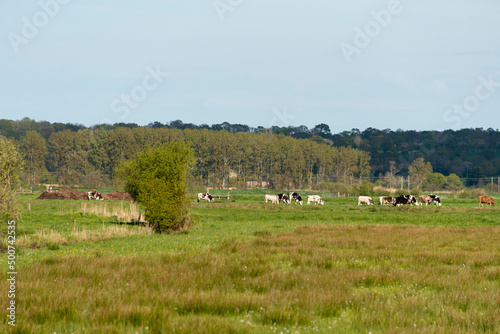 saule têtard, Bocage normand, Parc Naturel Régional des Marais du Cotentin et du Bessin, Calvados, 14